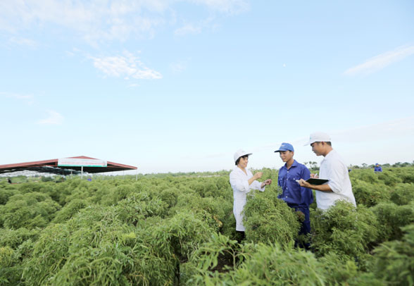 Vùng trồng nguyên liệu đinh lăng của Traphaco tại Nam Định. Ảnh: T.L