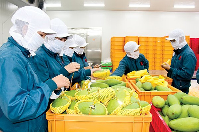 Doanh nghiệp nông lâm thủy sản Việt Nam hiện vẫn chưa tận dụng tối đa lợi thế từ Hiệp định thương mại tự do với Liên minh kinh tế Á Âu để đẩy mạnh xuất khẩu sang thị trường này. Ảnh: T.L.