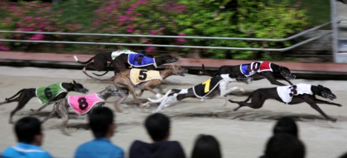 Cuộc đua chó độc đáo tại Vũng Tàu. Ảnh: T.L