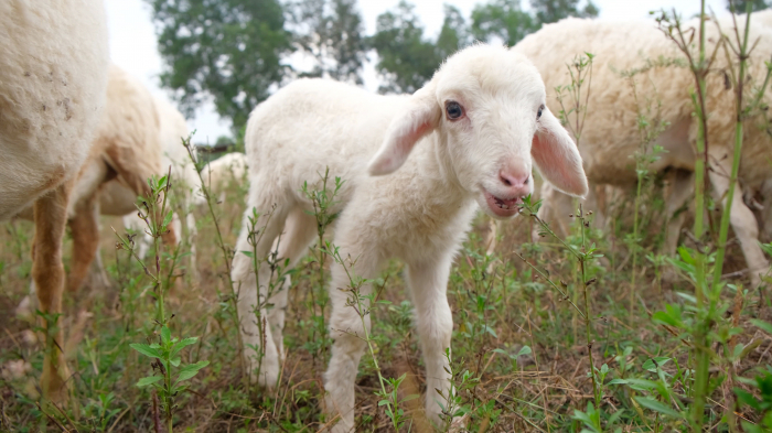 Cừu ở Suối Nghệ được thả trên đồng cỏ