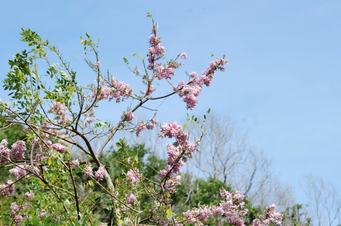 Hai bên đường mùa này hoa anh đào ở Long Hải (Bà Rịa - Vũng Tàu) trắng hồng rực rỡ