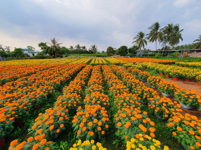 Những cánh đồng hoa trải dài hút tầm mắt vào dịp tết . Ảnh: HVĐ