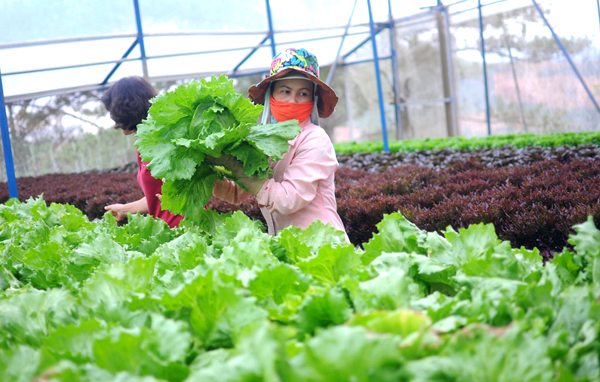Với tình trạng “mạnh ai nấy làm” như hiện nay, người nông dân Việt Nam bán trong ngày hôm nay, ngày mai chưa biết hàng hóa của mình sẽ bán cho ai?
