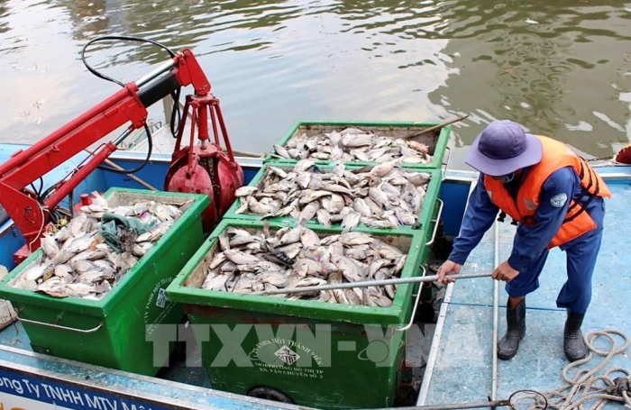 Công nhân vệ sinh thu gom xác cá chết. Ảnh: Hồng Giang - TTXVN