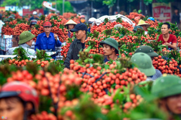 Bộ Công an đã chấp thuận cho hơn 100 thương nhân Trung Quốc sang Bắc Giang mua vải thiều. Ảnh: Việt Linh.