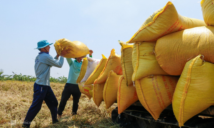 Việt Nam xuất khẩu hơn 1 tỷ USD gạo. Ảnh: EVNE