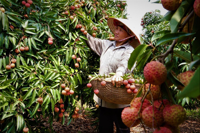 Vải thiều Thanh Hà sẽ được kết nối với hàng trăm nhà thu mua đến từ nước ngoài. Ảnh: T.L.