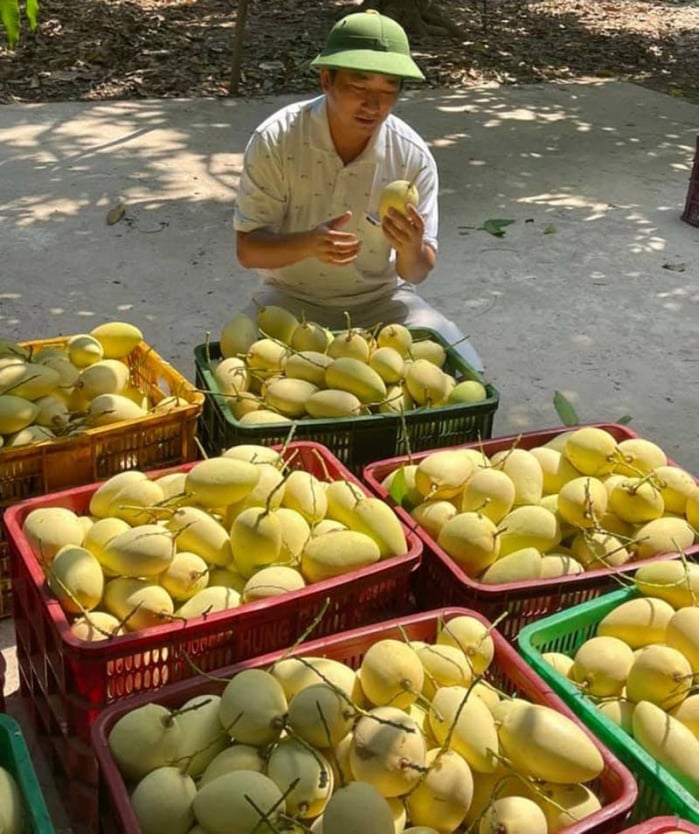 Dịp này đang mùa thu hoạch rộ lại gặp dịch Covid-19 nên giá xoài tại các nhà vườn lao dốc. Ảnh: BH