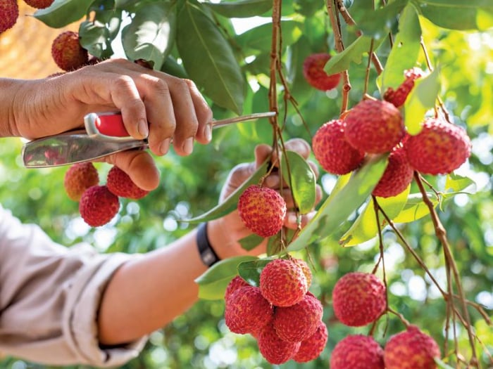 Vải thiều Bắc Giang vẫn được sản xuất an toàn, đủ điều kiện tiêu thụ trong nước và xuất khẩu. Ảnh: T.L.