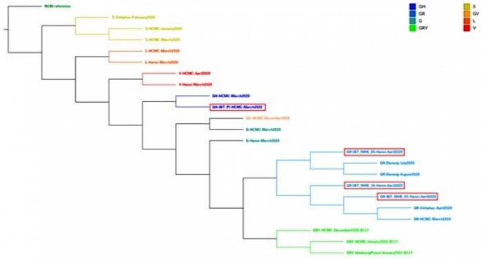 Cây phát sinh chủng loại gồm các chủng SARS-CoV-2 được thu thập tại Việt Nam cho đến ngày 1/4/2021. Tham chiếu MN908947.3 của NCBI cũng được đưa vào sử dụng làm so sánh (màu đen), trong khi đó các hệ gen SARS-CoV-2 do Viện CNSH giải và cung cấp được đưa vào so sánh (đóng khung đỏ). Các trình tự được tô màu theo phân loại GISAID. Cây phân loại cho thấy sự tiến hóa của SARS-CoV-2 cũng như thời điểm các chủng lần lượt xâm nhập vào Việt Nam.