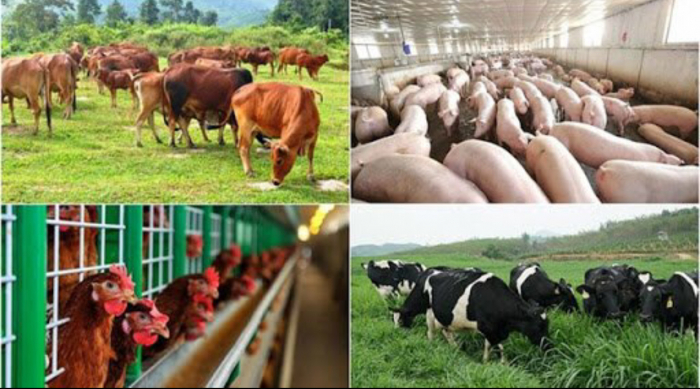 Chương trình hỗ trợ nâng cao hiệu quả chăn nuôi nông hộ đã góp phần nâng cao tỷ trọng giá trị sản xuất chăn nuôi trong nông nghiệp. Ảnh: T.L