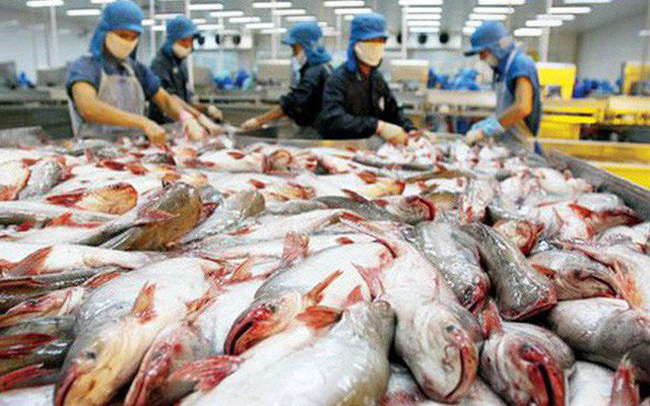 Mức thuế chống bán phá giá 2,39 USD/kg mà Hoa Kỳ áp dụng cho cá tra, cá basa từ Việt Nam vẫn là tín hiệu tích cực so với giai đoạn trước. Ảnh: T.L.