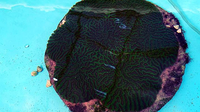Các mảnh san hô mọc liên kết với nhau tạo thành cụm trưởng thành. Ảnh: Plant a Million Corals Foundation