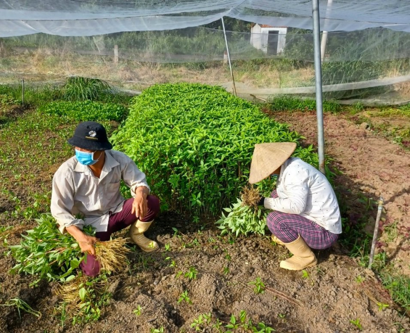 Trong tiết trời oi bức của mùa hè, một số người dân Bình Phước nhanh tay hái rau xanh để gửi tặng Sài Gòn