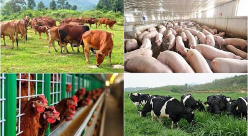 Tất cả các sản phẩm chăn nuôi đang bán thấp dưới giá thành khiến cho ngành chăn nuôi thua lỗ ít nhất 80.000 tỉ đồng. Ảnh: TL.