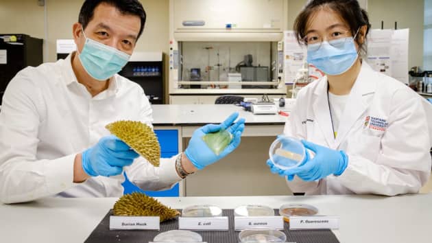 Giáo sư William Chen và một thành viên trong nhóm nghiên cứu sản xuất băng y tế kháng khuẩn từ vỏ sầu riêng. Ảnh: Đại học NTU Singapore