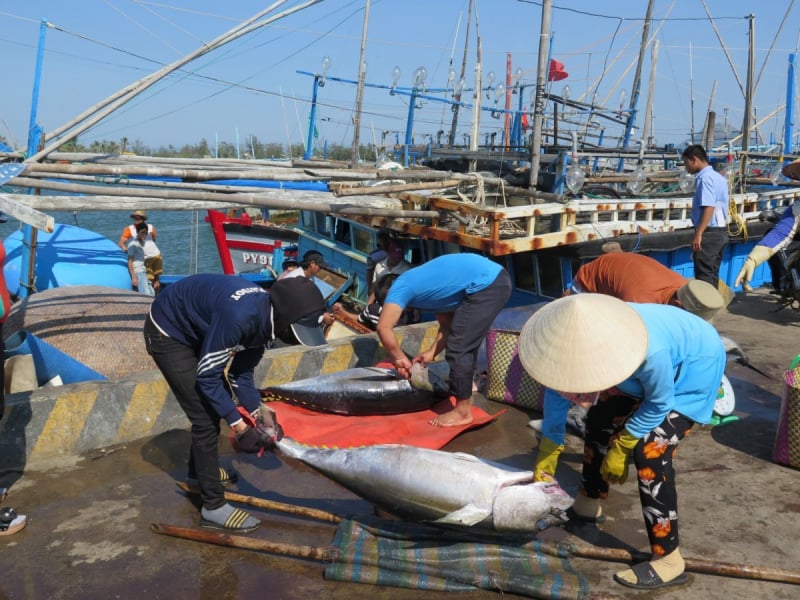 Dự kiến trong Đề án chống khai thác IUU đến giai đoạn 2025, tầm nhìn đến năm 2030, Tổng cục Thuỷ sản sẽ đề xuất thành lập một Trung tâm quản lý điều hành đối với ngành khai thác hải sản để theo dõi, chỉ đạo liên thông giữa Trung ương với 28 tỉnh, thành giáp biển. Ảnh: TL.