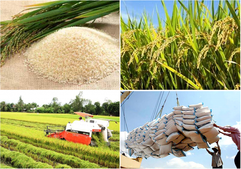 Các sản phẩm từ hạt gạo Việt Nam đang có vị thế khá vững chắc trên thị trường châu Âu. Ảnh: TL.