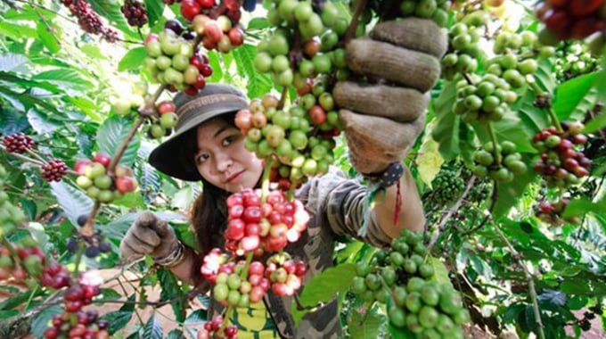 Việt Nam đang có chỗ đứng thích hợp trong thị trường cà phê quốc tế khi tập trung chủ yếu vào dòng cà phê robusta giá dễ chịu hơn. Ảnh: T.L