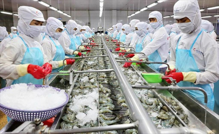 Với sự chủ động chuyển mình của các doanh nghiệp sản xuất, chế biến tôm, kỳ vọng đưa ngành tôm cán đích mục tiêu xuất khẩu 4 tỷ USD trong năm 2021. Ảnh: TL.