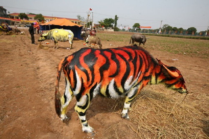 Năm Canh Dần (2010), được ban tổ chức khuyến khích, con trâu được vẽ  trang trí thể hiện tinh thần “hổ trên trâu” . Ảnh: TL