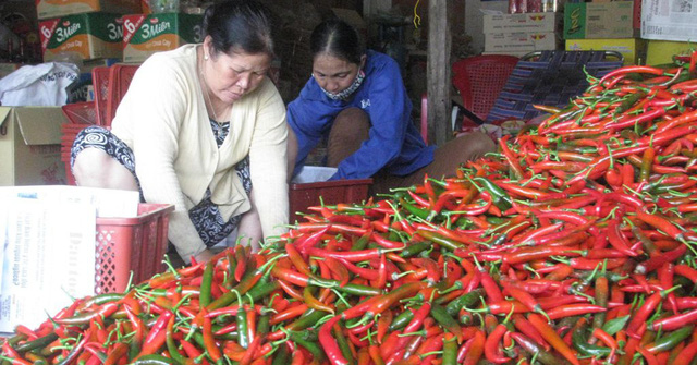 Sau hai năm tạm dừng xuất khẩu ớt tươi do có sinh vật gây hại là ruồi đục quả, Trung Quốc mới lại đồng ý cho Việt Nam xuất khẩu ớt tươi chính ngạch. Ảnh minh họa.