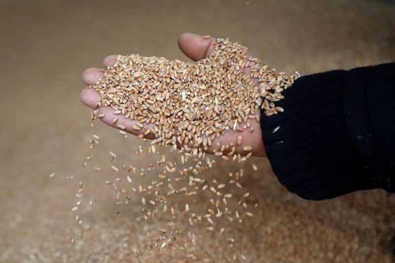 Hạt lúa mì tại một nhà máy ở Beirut, nơi một bao bột mì trên thị trường chợ đen đã tăng hơn 1000% kể từ khi Nga thực hiện chiến dịch quân sự tại Ukraine. Ảnh: Mohamed Azakir (Reuters)