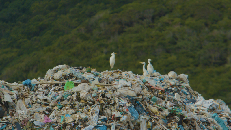 Rác nhựa tồn đọng tại Côn Đảo . Ảnh: WWF-Việt Nam