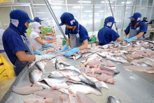 Ba tháng đầu năm nay, có khoảng 20 doanh nghiệp cá tra Việt Nam xuất khẩu đi thị trường Tây Ban Nha, trong đó lớn nhất là Công ty CP C.P Việt Nam (tại Bến Tre); NAVICO và VINH HOAN CORP. Ảnh: T.L