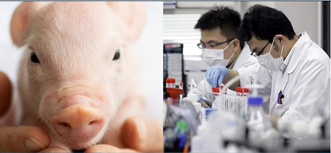 Là nước tiêu thụ lợn thịt lớn nhất thế giới, Trung Quốc đã chuyển sang nhân bản loài này ở quy mô công nghiệp để hạ giá thành sản phẩm. Ảnh The Pig Father