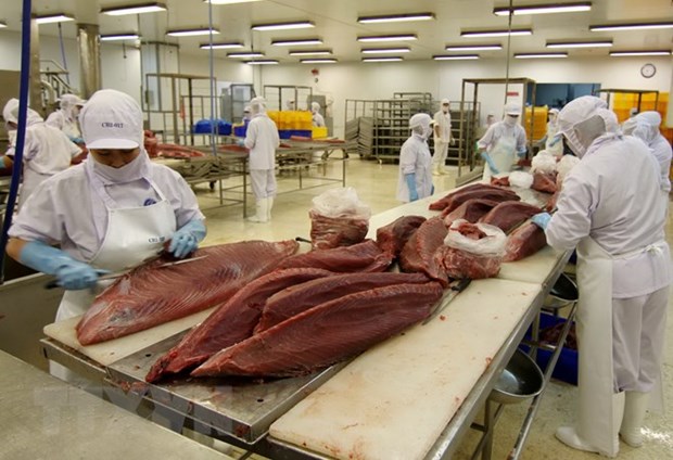 Quy tắc xuất xứ hàng hóa làm khó doanh nghiệp xuất khẩu cá ngừ. Ảnh minh họa: VASEP