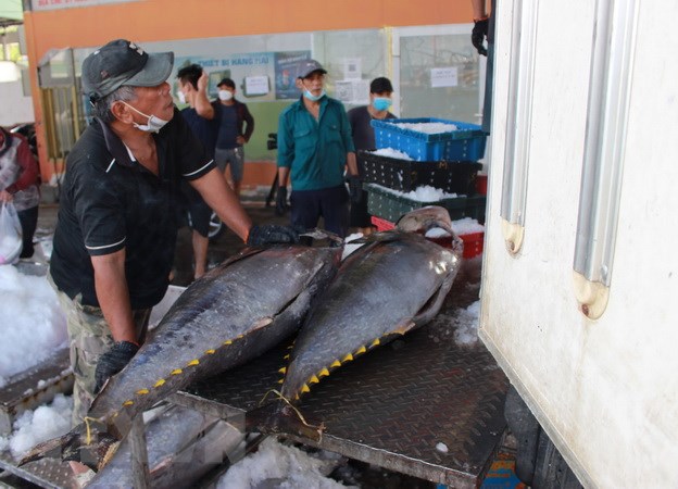 Kim ngạch xuất khẩu cá ngừ cả năm 2022 dự kiến sẽ đạt khoảng 1,1 tỷ USD, tăng 45% so với năm 2021. Ảnh minh họa: VASEP