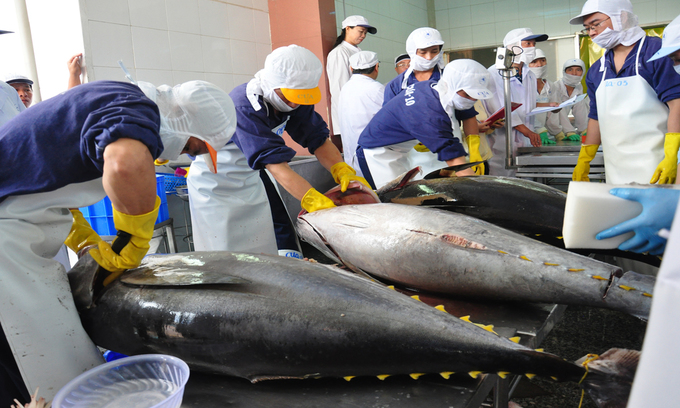 Tốc độ tăng trưởng xuất khẩu cá ngừ sang thị trường Pháp đạt 510%/tháng. Ảnh: TL.
