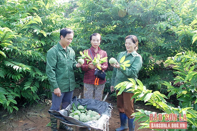 Thành viên HTX dịch vụ nông nghiệp Thanh Sơn, huyện Mai Sơn thu hoạch na.            