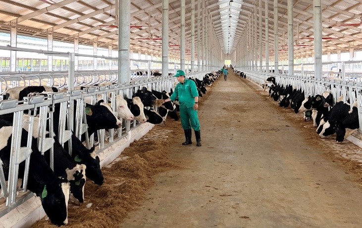 Đàn bò sữa được chăm sóc đặc biệt, sớm làm quen với điều kiện sống mới tại trang trại Vinamilk Lao-Jagro