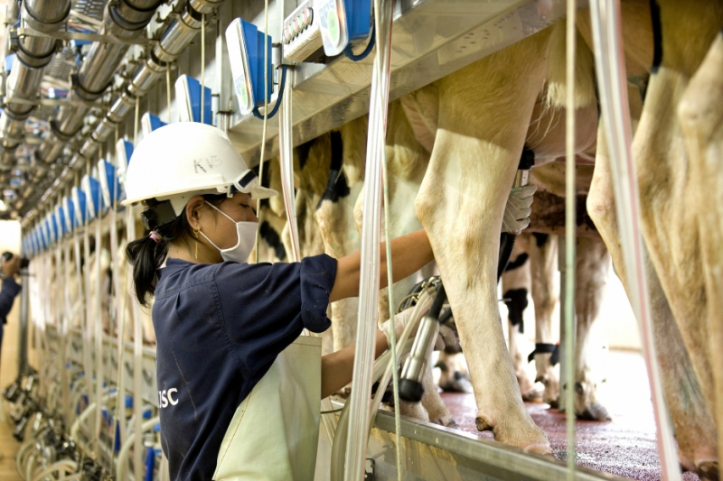 Khâu vắt sữa và bảo quản sữa nguyên liệu được khép kín hoàn toàn.