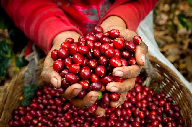 Nỗ lực thay đổi tập quán sản xuất truyền thống sang sản xuất bền vững sẽ giúp Việt Nam tăng sản lượng cà phê đặc sản. Ảnh: T.L.