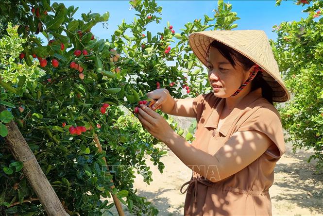Chị Trinh là người tiên phong mang giống cây siro về trồng tại quê hương. Ảnh: TTX