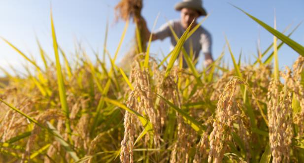 Để tiếp tục xuất khẩu bền vững, việc kiểm soát dư lượng thuốc bảo vệ thực vật là rất quan trọng với gạo Việt. Ảnh: T.L.
