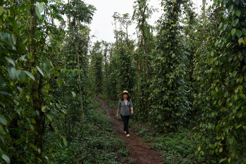 Nông dân Đinh Thị Mừng đi giữa vườn cà phê tại Di Linh, Lâm Đồng. Vườn của gia đình bà đã ứng dụng phương thức trồng bền vững, xen canh và giảm phân bón. Ảnh: Washington Post