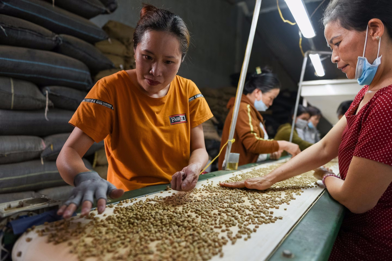 Công nhân xử lý cà phê tại nhà máy thuộc vườn cà phê của Tới Nguyễn. Ảnh: Washington Post