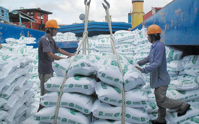 Xuất khẩu gạo sang nhiều nước tăng đột biến trong nửa đầu năm nay. Sản lượng dự kiến 43,11 triệu tấn, tăng 0,4 triệu tấn so với năm 2022. Ảnh: TL.