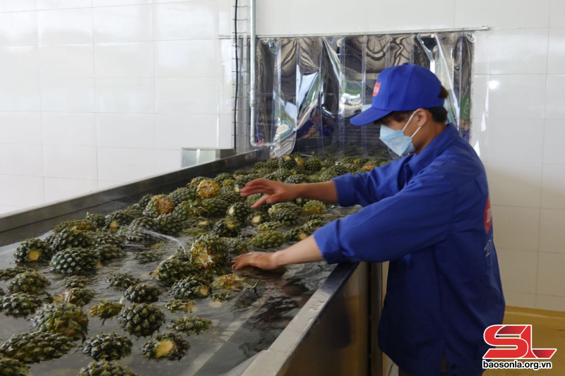 Dây chuyền chế biến dứa tại Trung tâm chế biến rau, quả Doveco Sơn La.