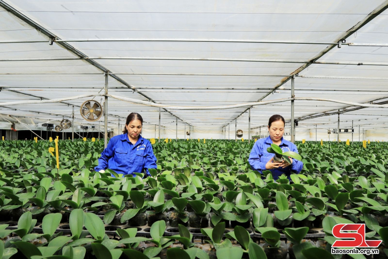 Công ty cổ phần Hoa nhiệt đới trồng hoa lan trong nhà kính.
