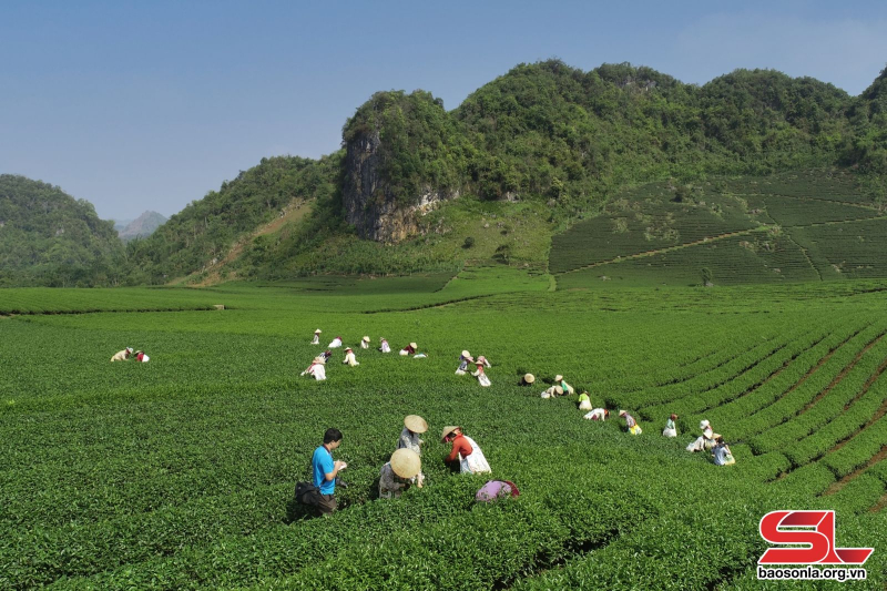 Vùng chè của Công ty TNHH trà Thu Đan, xã Phổng Lái, huyện Thuận Châu. Ảnh: PV