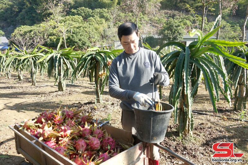 Thành viên HTX Dịch vụ nông nghiệp Ngọc Hoàng thu hoạch thanh long trái vụ.