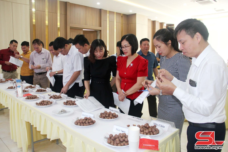 Hội thảo đánh giá chất lượng mắc ca trên địa bàn tỉnh Sơn La.