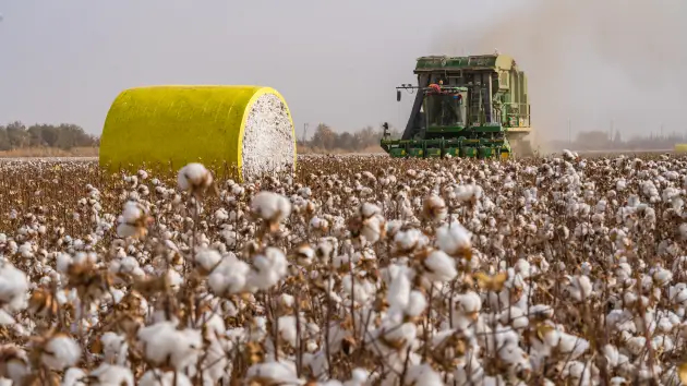 Quang cảnh cottonđang được thu hoạch trên một cánh đồng ở Tân Cương, Trung Quốc. Ảnh: CNBC