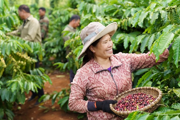 Nông dân tham gia chương trình NESCAFÉ Plan đang thu hoạch cà phê bền vững