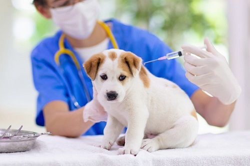 Tiêm vắc xin phòng dại cho chó là cách tốt nhất phòng ngừa không để chúng mắc bệnh dại có thể truyền sang cho người. Ảnh: Internet